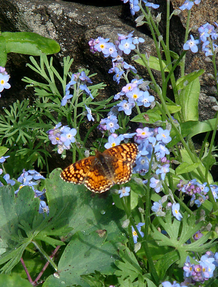 Butterfly in the garden