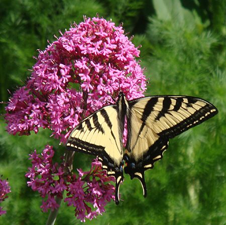 Butterfly on Valerian plant in Justina's garden