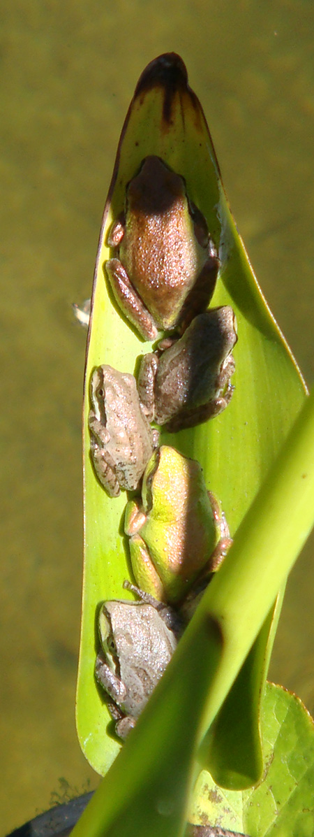 Baby frogs sunning on a leaf in Justina's garden