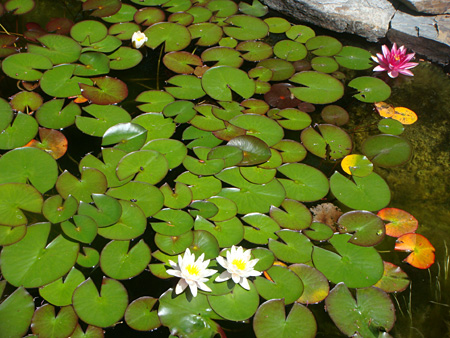 lillies in my wildlife pond