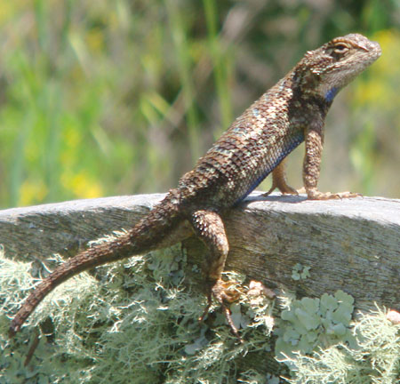 Handsome native Alligator Lizard strikes a pose in the sun